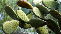 ¡En peligro! Nopal mexicano podría acabarse por esta TERRIBLE razón