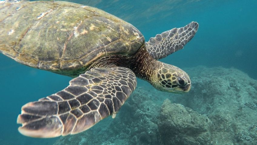 ¿De qué ESCAPAN? Encuentran EXTRAÑO patrón en el nado de tiburones, tortugas y hasta pingüinos