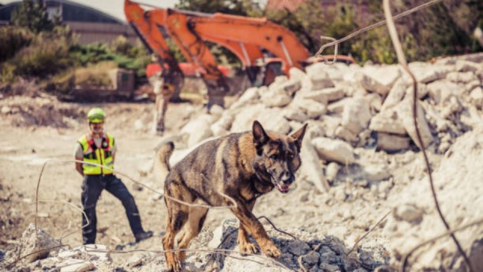 Así como pueden encontrar a gente viva, los perros de rescate también tienen la habilidad de buscar cadáveres.