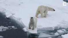 VIDEO VIRAL: Osito enternece las redes al rugir “ferozmente” para defender a su mamá de turistas