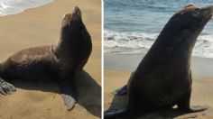 Aparece lobo marino desorientado en las playas de Manzanillo: VIDEO