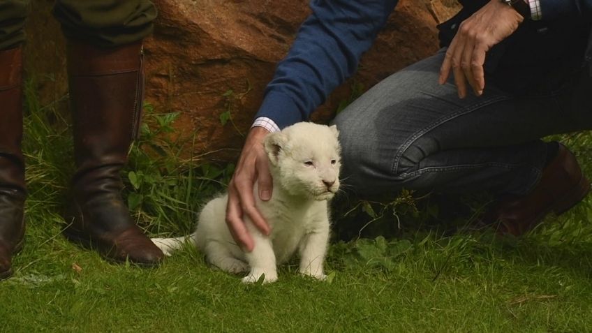 ¡MILAGRO DE LA NATURALEZA! Mia y el león blanco recién nacido en España: VIDEO