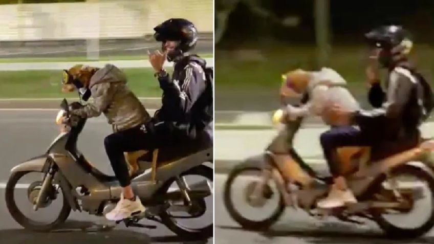 VIDEO VIRAL: Perro conduce una motocicleta y destroza las redes sociales