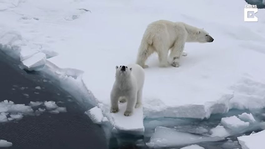 VIDEO VIRAL: Osito enternece las redes al rugir “ferozmente” para defender a su mamá de turistas