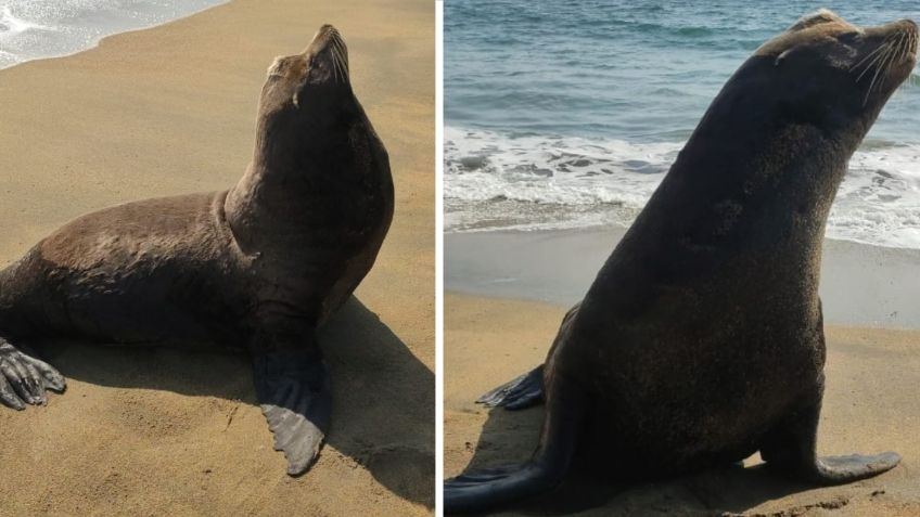 Aparece lobo marino desorientado en las playas de Manzanillo: VIDEO