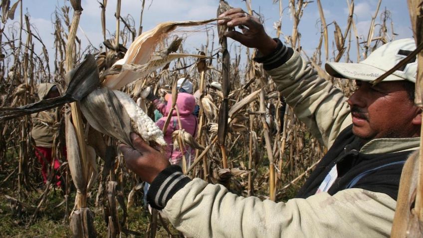 Golpea clima a productores de maíz en Edomex, se cosechó 40 por ciento menos en 2020