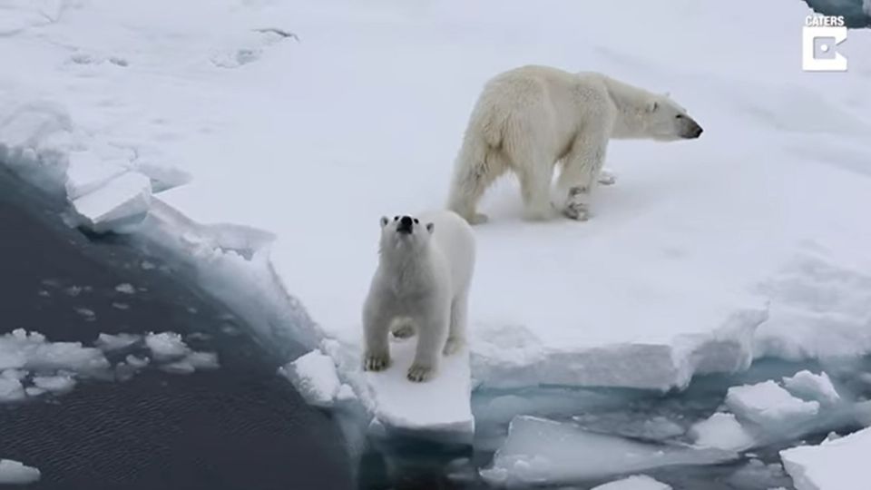 El osezno  se 'lleno de valor' para proteger a su mama de la 'amenaza' de los turistas. FOTO: ESPECIAL