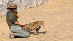 Construyen hábitat para preservación del jaguar en parque natural de Ecatepec