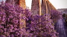 Además de CDMX, ¿qué estados de México se pintan de morado por las jacarandas?