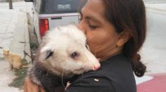 Muere 'Guapo', el tlacuache regio que colaboraba en actividades ecológicas