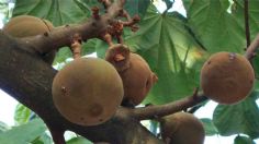 Chicozapote, la fruta estrella de Campeche que debes probar