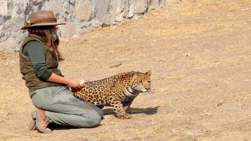 Construyen hábitat para preservación del jaguar en parque natural de Ecatepec