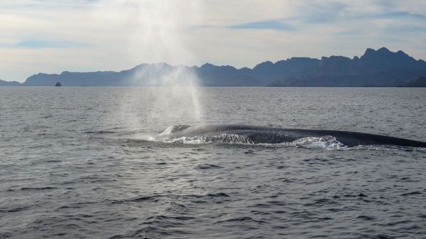 Estas especies marinas eligen las playas de México para reproducirse o buscar refugio