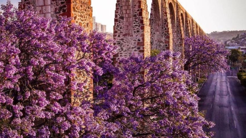 Además de CDMX, ¿qué estados de México se pintan de morado por las jacarandas?