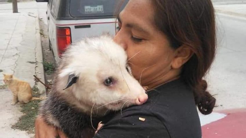 Muere 'Guapo', el tlacuache regio que colaboraba en actividades ecológicas