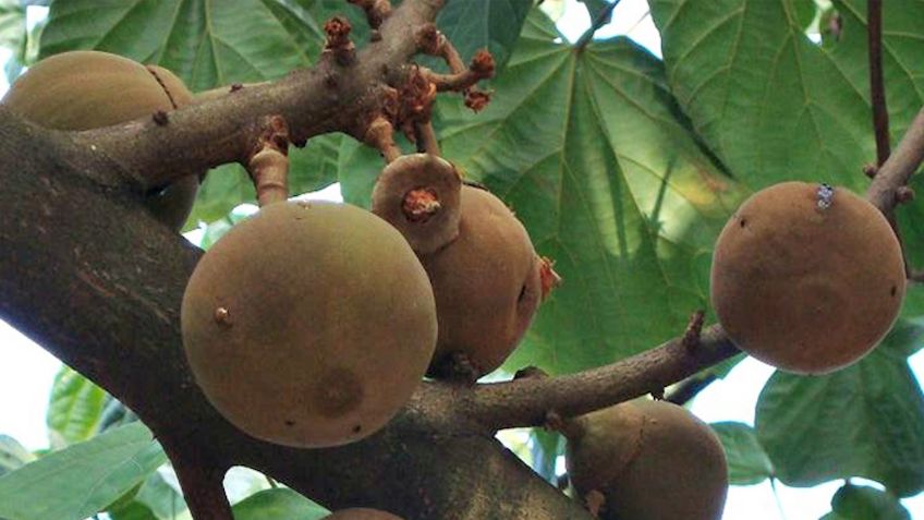 Chicozapote, la fruta estrella de Campeche que debes probar