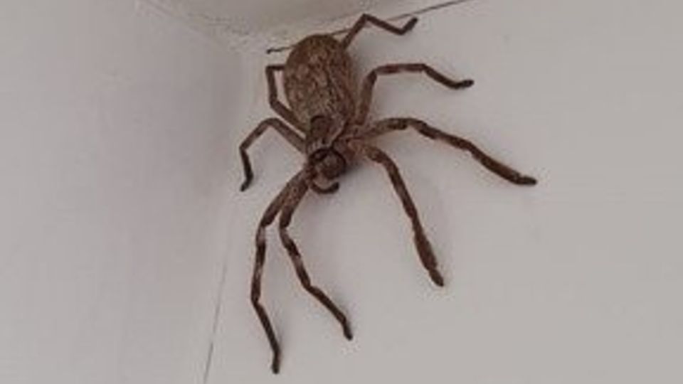 Araña gigante aparece en el baño de una mujer. Foto: Especial