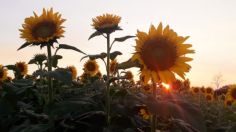 Santuario de Girasoles; así es el rincón de Tabasco para los amantes de la primavera: FOTOS