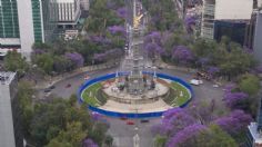 Jacarandas de la Ciudad: ¿Cuándo fue su primera aparición en México?