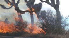 Se registra nuevo incendio forestal en Arteaga, Coahuila: VIDEO