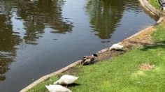 Patos se adueñan de centro comercial en CDMX; aquí la historia completa | VIDEO