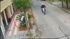 ¡De película cómica! Ladrón intenta esconderse en una palmera para huir de los policías