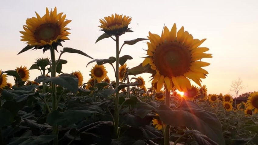 Santuario de Girasoles; así es el rincón de Tabasco para los amantes de la primavera: FOTOS