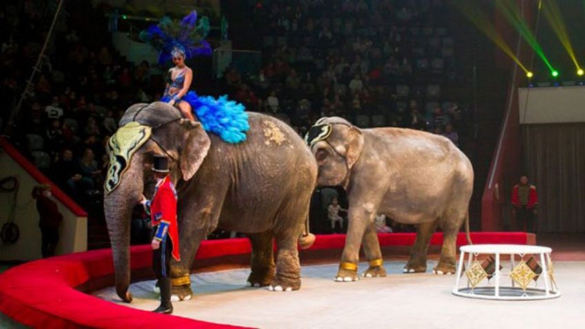 ¡De miedo! Dos elefantes se pelean durante función de circo: VIDEO