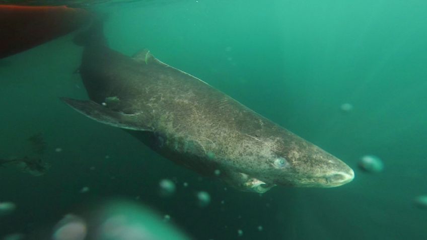 ¡Impactante! Tiburón de Groenlandia vive hasta 500 años y sobrevive a HELADAS severas, así es: FOTOS