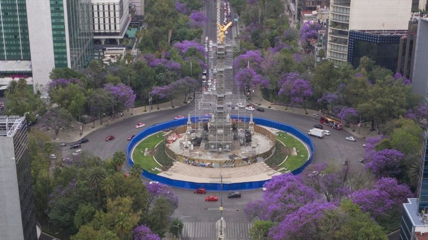 Jacarandas de la Ciudad: ¿Cuándo fue su primera aparición en México?