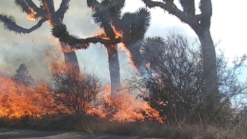 Se registra nuevo incendio forestal en Arteaga, Coahuila: VIDEO