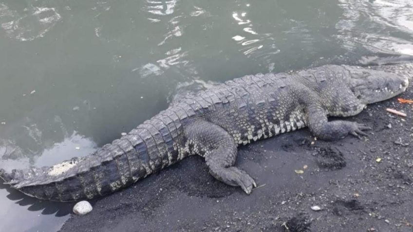 Alertan en Tampico por riesgo de cocodrilos en las tuberías