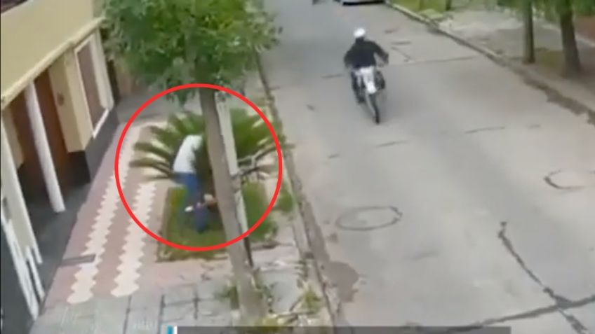 ¡De película cómica! Ladrón intenta esconderse en una palmera para huir de los policías