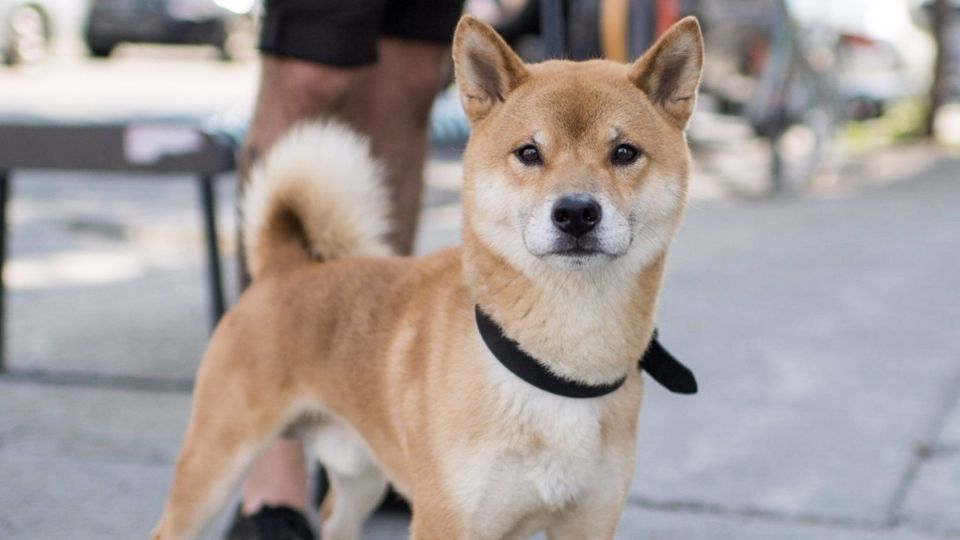 De raza Shiba Inu, este perro es más que una mascota de compañía para su dueña. FOTO: ESPECIAL