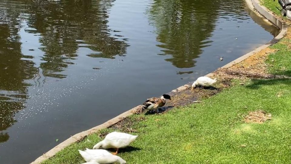 CABEZA: Patos se adueñan de centro comercial en CDMX; aquí la historia completa | VIDEO. Foto: Especial