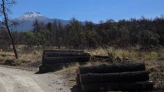 Senado avala proteger terrenos forestales e indígenas