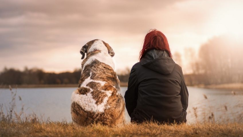 CORONAVIRUS EN ANIMALES: Se infectan mascotas con variante británica