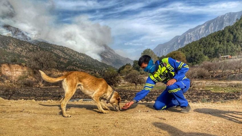 Nuevo León: Brindan atención a animales afectados por incendio en Santiago