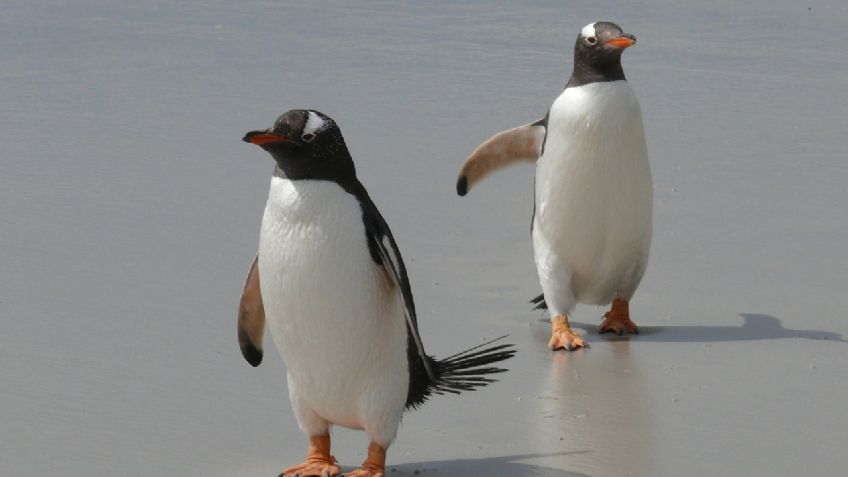 ¡Sálvese quién pueda! Pingüino se LANZA a barco para HUIR de GIGANTE animal que quería devorarlo: VIDEO VIRAL