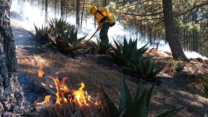 México registra 74 incendios forestales en 16 estados; entérate en dónde