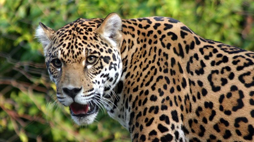 Mata a jaguar en Ciudad Valles y lo presume en redes: PROFEPA presentará denuncia penal