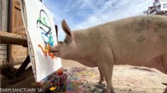 VIDEO VIRAL: ¡Del matadero a las galerías de arte! Conoce a Pigcasso el cerdito artista