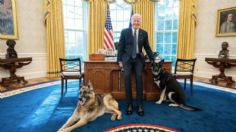 Tras ATAQUE, perros de Joe Biden regresan a la Casa Blanca