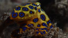 ¿Qué tan LETAL es el "tierno" pulpo de anillos azules? El animal que enloquece a TikTok