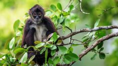 Joven entra a una jaula y agrede a mono araña en Zoológico de Jalisco