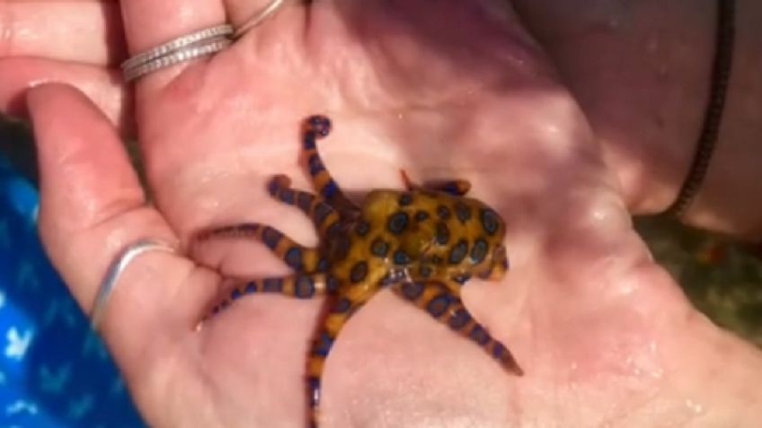 ¡DE TERROR! Tiktoker juega en su mano con pulpo de anillos azules muy venenoso