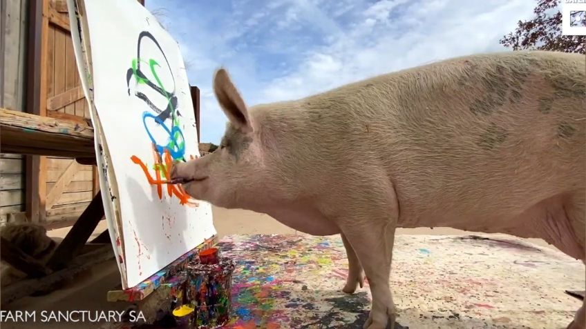 VIDEO VIRAL: ¡Del matadero a las galerías de arte! Conoce a Pigcasso el cerdito artista