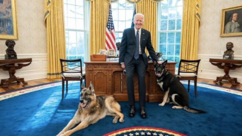 Tras ATAQUE, perros de Joe Biden regresan a la Casa Blanca