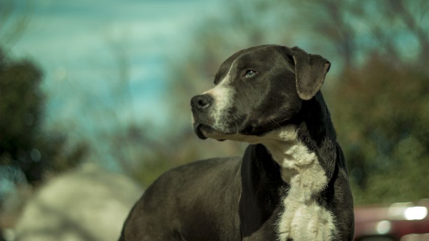 ¿Hay un ASESINO 'serial' de perros? Hallan los CUERPOS de 10 pitbulls, envueltos en bolsas NEGRAS en Carolina del Norte