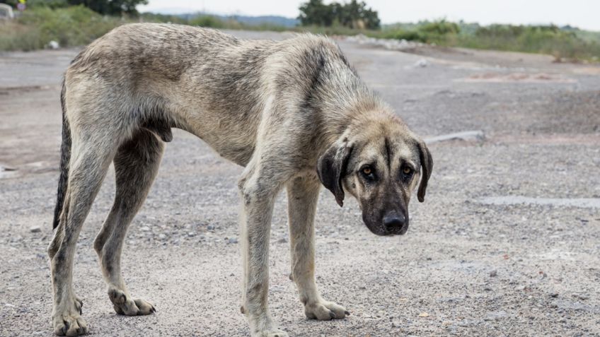 Castigarán hasta con seis años de cárcel y 268 mil pesos el maltrato animal en Tamaulipas